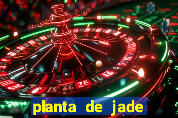 planta de jade significado espiritual